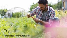  Presentation with greenhouse farm - PPT layouts enhanced with attractive-male-farmer-harvesting background and a yellow colored foreground