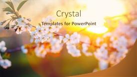  Presentation with earth day - Theme enhanced with attractive-photo-of-blossoming-tree background and a cream colored foreground
