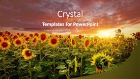  Presentation with sunflowers - Colorful PPT theme enhanced with attractive-scene-of-vivid-yellow backdrop and a red colored foreground