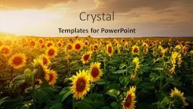  Presentation with sunflowers - Presentation having attractive-scene-of-vivid-yellow background and a coral colored foreground