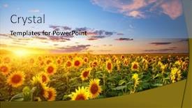  Presentation with agrarian - Colorful presentation design enhanced with attractive-scene-of-vivid-yellow backdrop and a light blue colored foreground