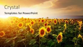  Presentation with agrarian - Colorful presentation design enhanced with attractive-scene-of-vivid-yellow backdrop and a lemonade colored foreground