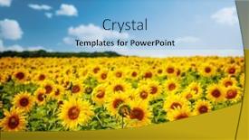  Presentation with agrarian - PPT theme with attractive-scene-of-vivid-yellow background and a light blue colored foreground