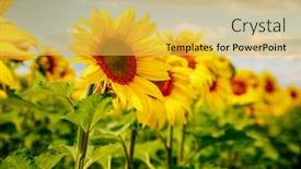  Presentation with earth land - Beautiful slides featuring attractive-scene-of-vivid-yellow backdrop and a yellow colored foreground