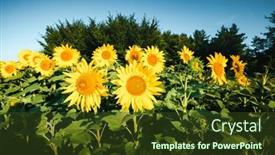  Presentation with agrarian - Slide deck having attractive-scene-with-bright-yellow background and a tawny brown colored foreground