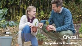  Presentation with vegetable gardening - Beautiful PPT theme featuring attractive successful and happy family man girl child father and daughter gardening together in a garden vegetable patch backdrop and a violet colored foreground