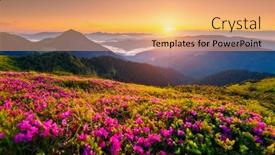  Presentation with pink beauty - Cool new PPT theme with attractive-summer-sunset-with-pink backdrop and a coral colored foreground