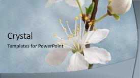  Presentation with japan cherry blossom - Audience pleasing slide deck consisting of attrition - cherry blossom on grunge background backdrop and a  colored foreground