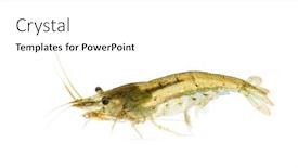  Presentation with shrimp - Slide set featuring atyaephyra-desmaresti-caridine-freshwater-shrimp background and a white colored foreground