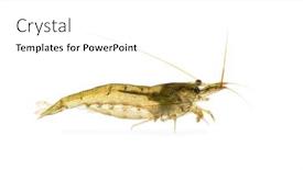  Presentation with shrimp - Amazing PPT theme having atyaephyra-desmaresti-caridine-freshwater-shrimp backdrop and a white colored foreground