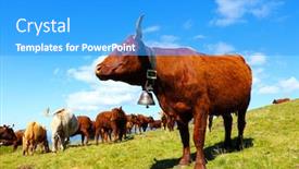  Presentation with cow - Beautiful presentation theme featuring aubrac-brown-cow-in-field backdrop and a teal colored foreground