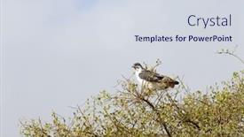  Presentation with scientific - Cool new slide set with augur-buzzard-scientific-name-buteo backdrop and a sky blue colored foreground