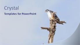  Presentation with scientific - Cool new PPT theme with augur-buzzard-scientific-name-buteo backdrop and a lemonade colored foreground