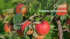  Presentation with august - Slide set enhanced with august - apple garden full of riped background and a tawny brown colored foreground