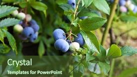  Presentation with growing - Audience pleasing PPT layouts consisting of august - growing bog whortleberry vaccinium uliginosum backdrop and a tawny brown colored foreground