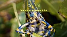  Presentation with locust - Cool new slides with aularches-miliaris-is-a-monotypic backdrop and a tawny brown colored foreground