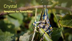  Presentation with locust - Colorful PPT theme enhanced with aularches-miliaris-is-a-monotypic backdrop and a tawny brown colored foreground