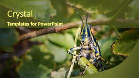  Presentation with locust - Colorful theme enhanced with aularches-miliaris-is-a-monotypic backdrop and a tawny brown colored foreground