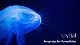  Presentation with jelly - Slides consisting of aurelia jelly fish cnidaria scyphozoa background and a navy blue colored foreground