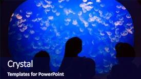  Presentation with jellyfish - Presentation design featuring aurelia labiata - moon jellyfish background and a navy blue colored foreground
