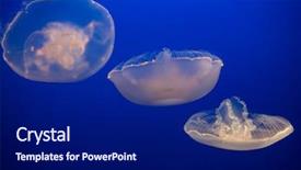  Presentation with jellyfish - Beautiful presentation theme featuring aurelia labiata - moon jellyfish backdrop and a navy blue colored foreground