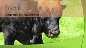  Presentation with shenandoah national park big meadows - Amazing slide deck having auroch also urus - bos primigenius very rare wild european buffalo living only in a czech national park sumava and germany national park bavarian forest backdrop and a coral colored foreground