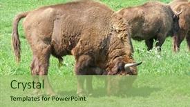  Presentation with bison - PPT theme featuring aurochs european bison family in the captivity background and a mint green colored foreground