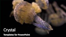  Presentation with sydney - Audience pleasing slide set consisting of austrailian - white spotted jellyfish - phyllorhiza backdrop and a black colored foreground