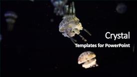  Presentation with jellyfish - Presentation theme with austrailian - white spotted jellyfish - phyllorhiza background and a black colored foreground