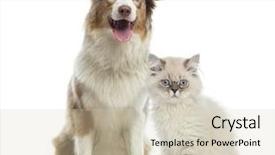  Presentation with australian - PPT theme featuring austrailian dog - british longhair kitten and australian background and a soft green colored foreground