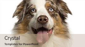 Presentation with australian aboriginal - Audience pleasing PPT theme consisting of austrailian dog - close-up of a australian shepherd backdrop and a coral colored foreground