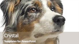  Presentation with australian aboriginal - PPT theme consisting of austrailian dog - close-up of a australian shepherd background and a coral colored foreground