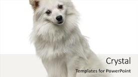  Presentation with 50 year anniversary - Presentation consisting of austrailian dog - german spitz 1 year old background and a  colored foreground