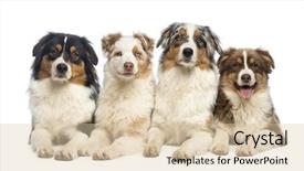  Presentation with australian - Cool new PPT layouts with animal behavior humans - old dog resting backdrop and a light gray colored foreground.