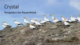  Presentation with new zealand - PPT layouts consisting of australasian gannets morus serrator fairwell background and a  colored foreground