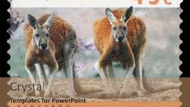  Presentation with kangaroo - 