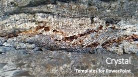  Presentation with eucalyptus australia - Presentation theme consisting of barking - australia eucalyptus tree bark textures background and a gray colored foreground