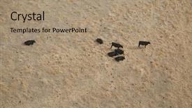  Presentation with cattle - PPT theme featuring australia free - black cattle grazing aerial view background and a coral colored foreground