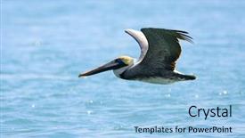  Presentation with cocoa bean - Amazing presentation theme having australia free - pelican flies near the coast backdrop and a light blue colored foreground