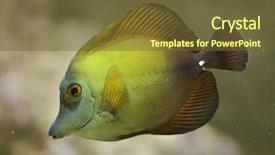  Presentation with brown - Audience pleasing presentation design consisting of barrier island - brown tang zebrasoma scopas also backdrop and a tawny brown colored foreground