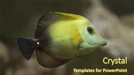  Presentation with brown - Slide set having barrier island - brown tang zebrasoma scopas also background and a tawny brown colored foreground