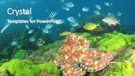  Presentation with fish shumay - PPT theme featuring  background and a  colored foreground