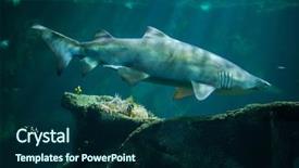  Presentation with shark - Slide deck featuring sand tiger shark carcharias taurus background and a navy blue colored foreground