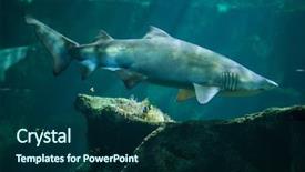  Presentation with shark - Theme having sand tiger shark carcharias taurus background and a navy blue colored foreground