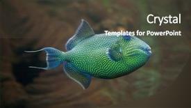  Presentation with blue and yellow geometric - Audience pleasing presentation theme consisting of one gold fish - yellow-spotted triggerfish pseudobalistes fuscus also backdrop and a tawny brown colored foreground