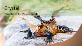  Presentation with manly - PPT layouts consisting of australian back - eastern water dragon lizard background and a mint green colored foreground