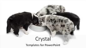  Presentation with dog boarding - Cool new slides with australian back - group of young crossbreed dog backdrop and a  colored foreground