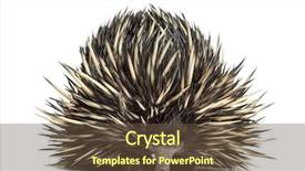  Presentation with white - Beautiful presentation featuring australian back - short-beaked echidna isolated on white backdrop and a  colored foreground