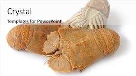  Presentation with three dimensinal geometry - Beautiful slide deck featuring australian back - three cooked flathead lobsters backdrop and a  colored foreground