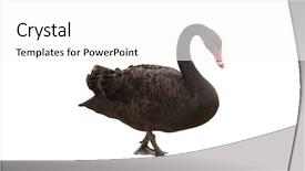  Presentation with black and white trees - Amazing PPT layouts having australian black swan isolated backdrop and a white colored foreground